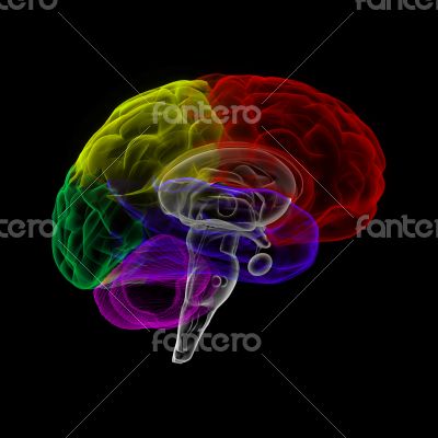 Human brain in x-ray view