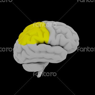 Parietal lobe - human brain in side view