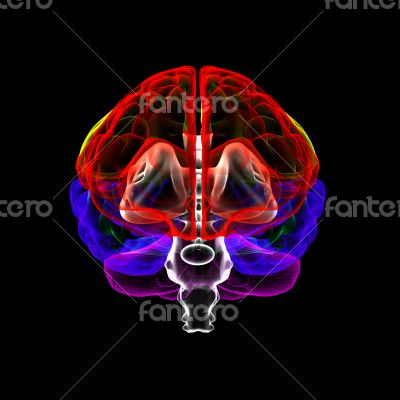 Human brain in x-ray - front view