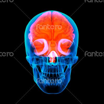 Human red brain X ray