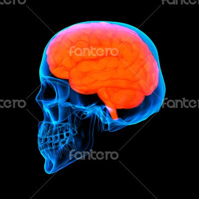 Human red brain X ray