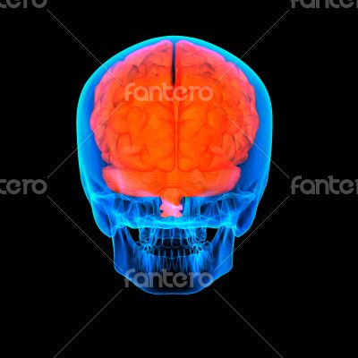 Human red brain X ray