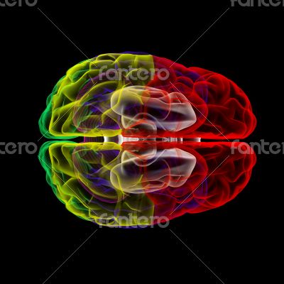 Human brain in x-ray - top view