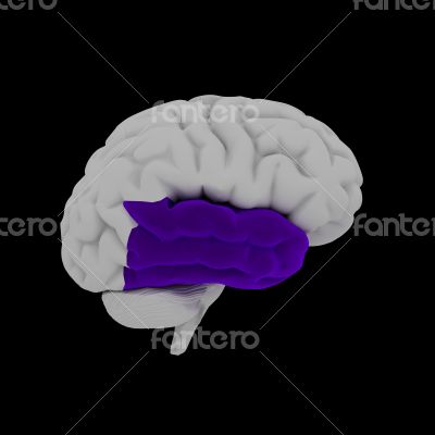 Temporal lobe 