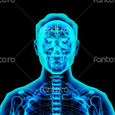 3d rendered illustration - male brain 3d rendered illustration - male brain