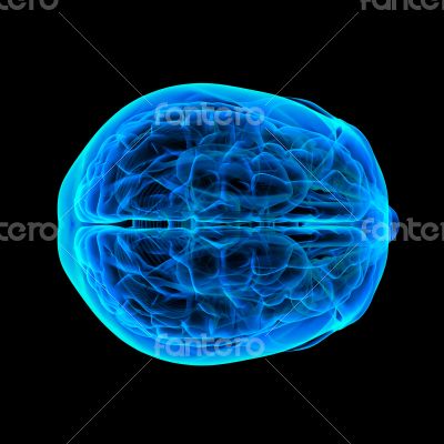 Human brain X ray - side view