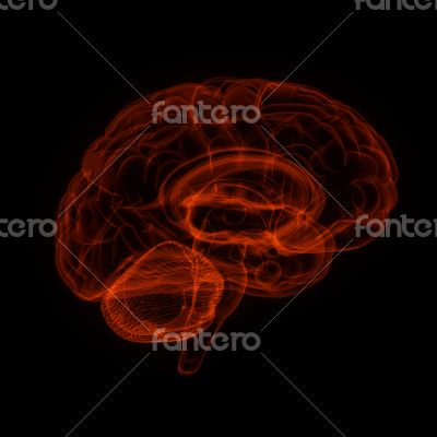 Human brain in x-ray view