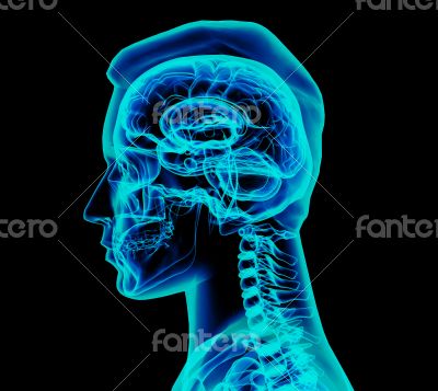 3d rendered illustration - male brain