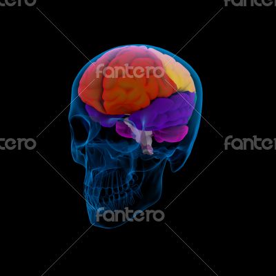 Colored sections of a  human brain-cerebrum 