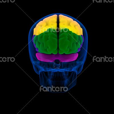 Colored sections of a human brain-cerebrum -