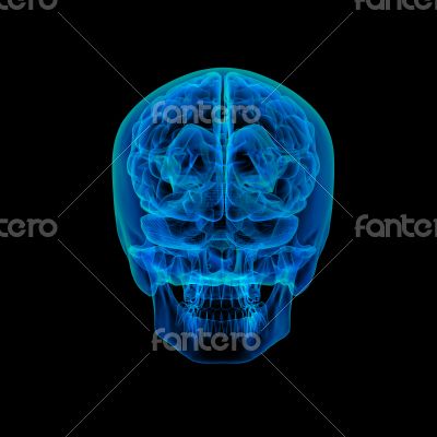 Human brain X ray