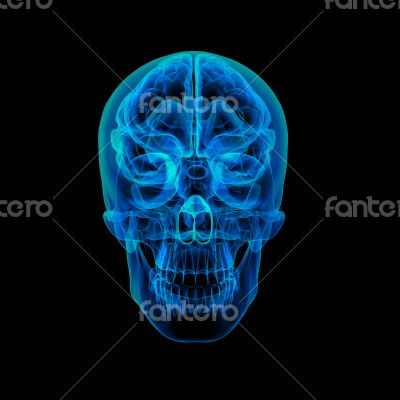 Human brain X ray