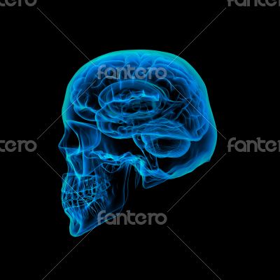 Human brain X ray