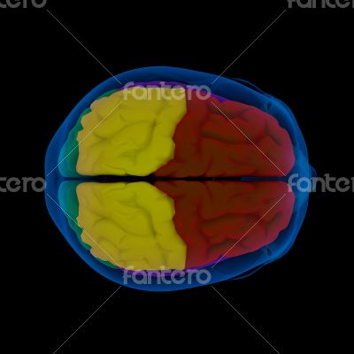 Colored sections of a human brain-cerebrum 
