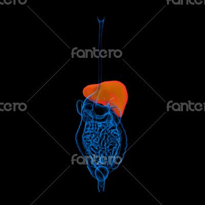 Human digestive system liver red colored 