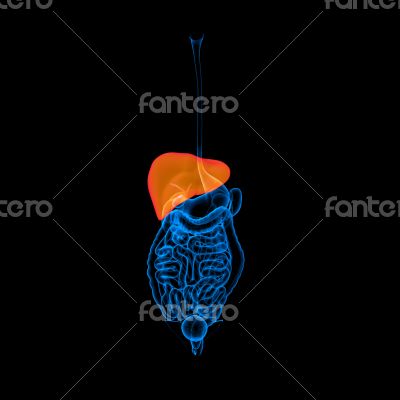 Human digestive system liver red colored