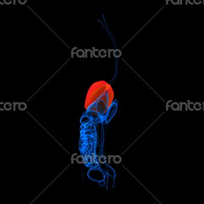 Human digestive system liver red colored