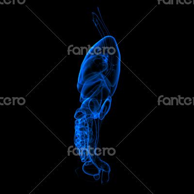 digestive and respiratory system