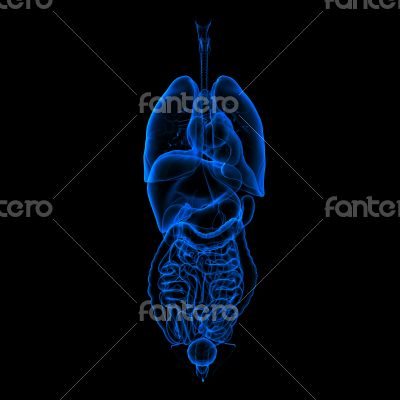 digestive and respiratory system