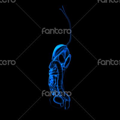 Human digestive system 