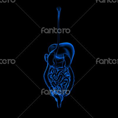 Human digestive system 