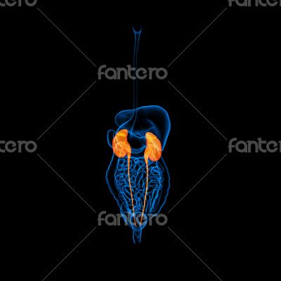 Human digestive system kidney 