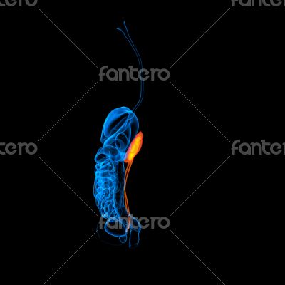 Human digestive system kidney 