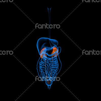 Human digestive system kidney 