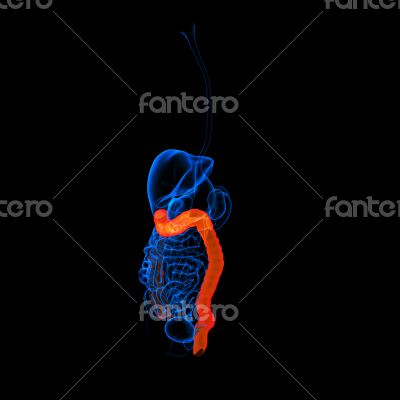 Human digestive system large intestine 
