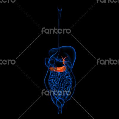 Human digestive system pancreas red colored