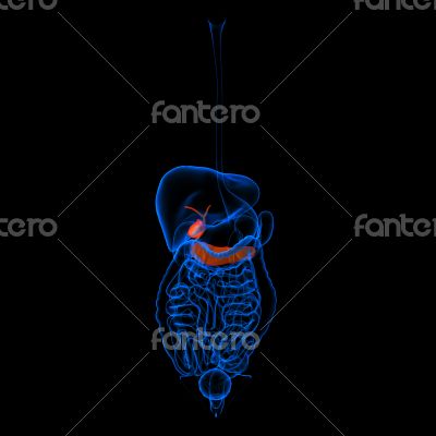 Human digestive system pancreas red colored