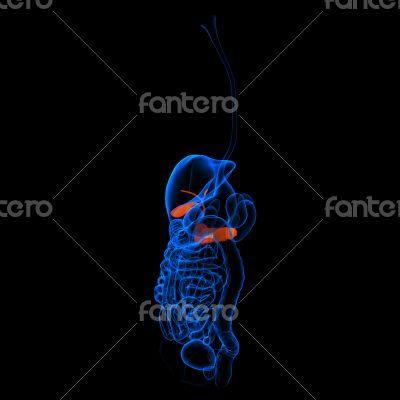Human digestive system pancreas red colored