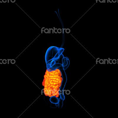 Human digestive system small intestine