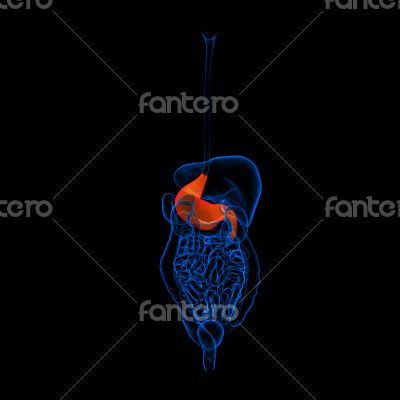 Human digestive system stomach 