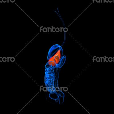 Human digestive system stomach 