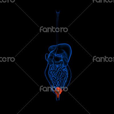 Human digestive system urethra red colored