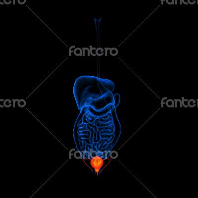 Human digestive system urethra red colored