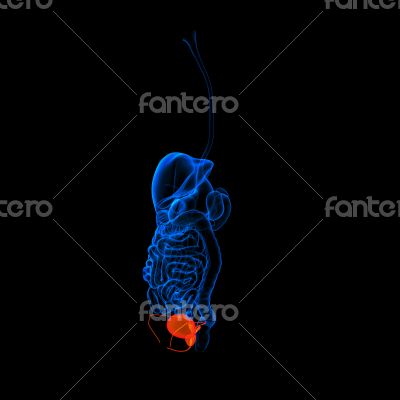 Human digestive system urethra 