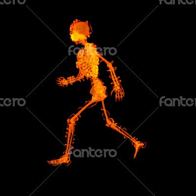 walking  skeleton by X-rays in red