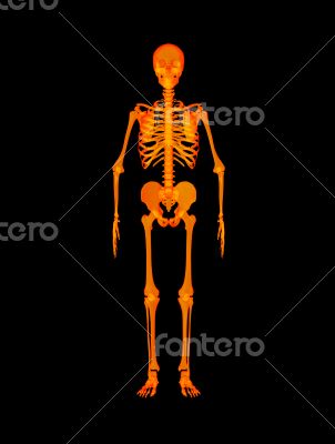 Red skeleton