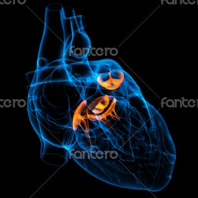 3d render Heart valve