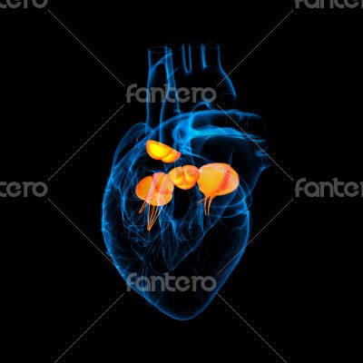 3d render Heart valve