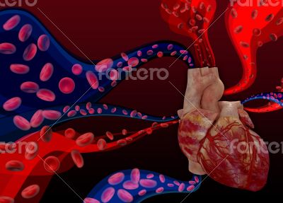 3d render medical illustration of the human heart