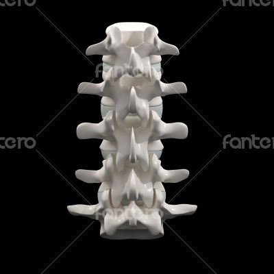 spinal disc