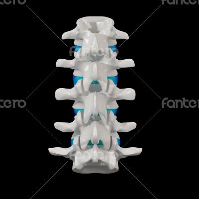 spinal disc