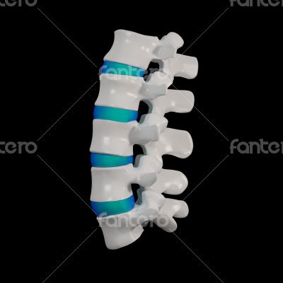 spinal disc