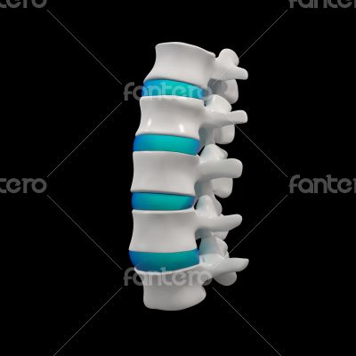 spinal disc spinal disc