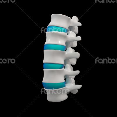 spinal disc