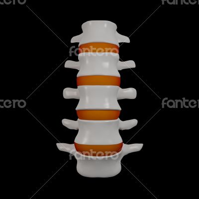 spinal disc
