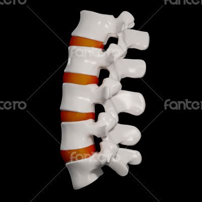 spinal disc